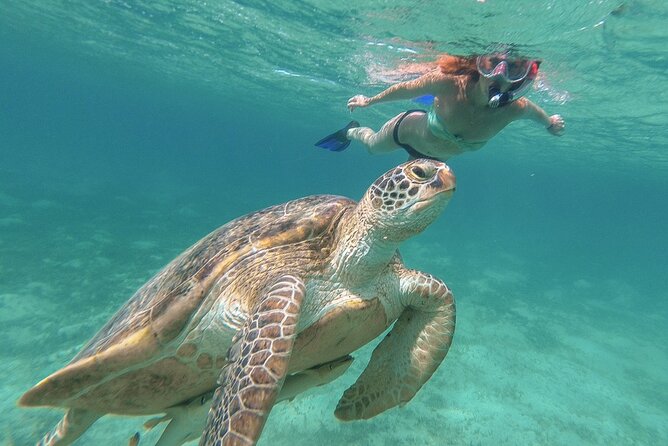 Swimming w/turtles at Green Turtle Cay