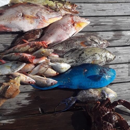 Day’s catch of reef fish and lobster laid out on the dock in Nassau, Bahamas