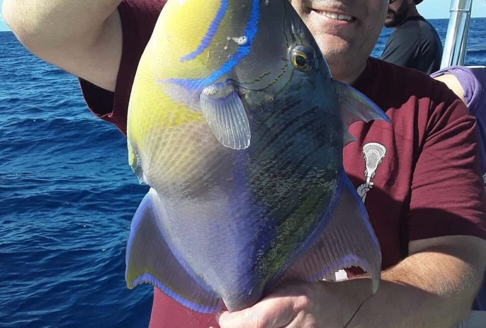Guest holding a colourful triggerfish caught on a Nassau fishing charter
