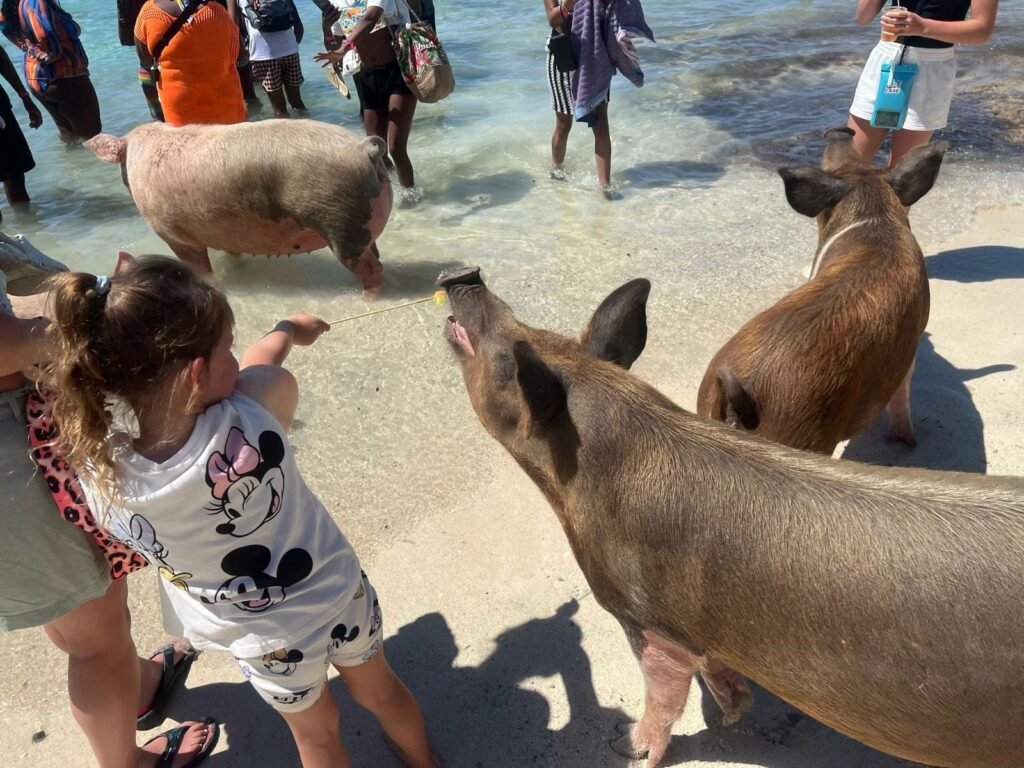 Child meeting the famous swimming pigs on the beach near Nassau, Bahamas