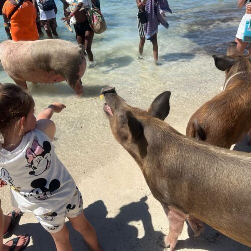 Child meeting the famous swimming pigs on the beach near Nassau, Bahamas