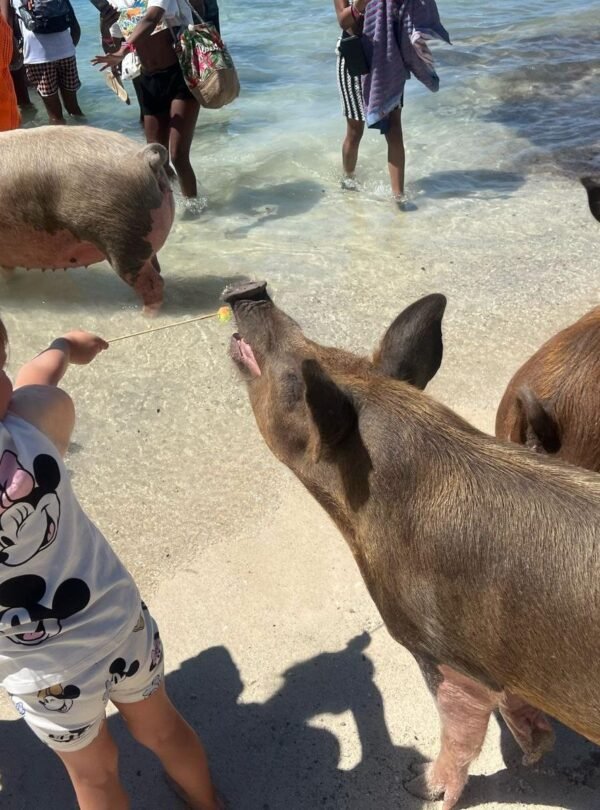 Child meeting the famous swimming pigs on the beach near Nassau, Bahamas