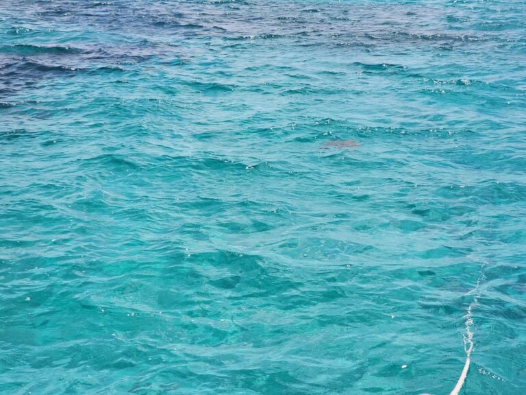 WhatsApp20Image202026-06-2720at209.30.0320PM203