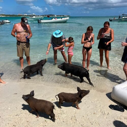 Swimming pigs trotting up the beach to meet guests near Nassau, Bahamas
