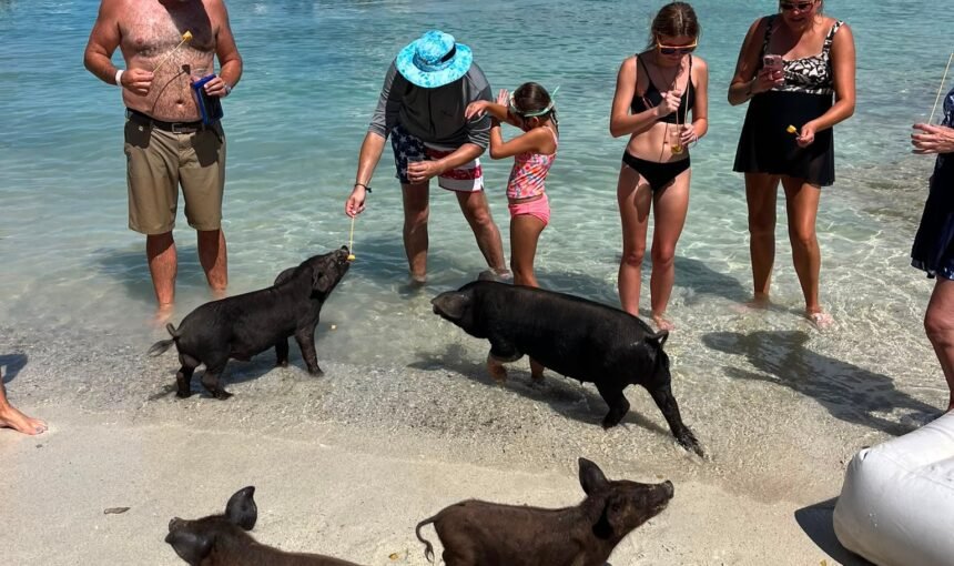Swimming Pigs Near Nassau: How to Visit Athol Island (vs. Exuma)