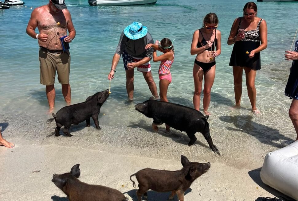 Swimming pigs trotting up the beach to meet guests near Nassau, Bahamas