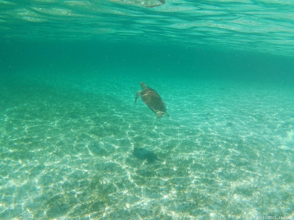 Sea turtle gliding over the sea floor seen while snorkeling near Nassau