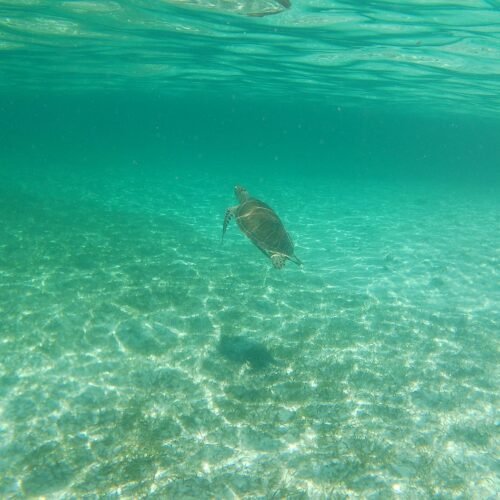 Sea turtle gliding over the sea floor seen while snorkeling near Nassau
