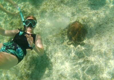 Where the Sea Turtles Are