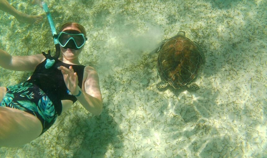 Where the Sea Turtles Are